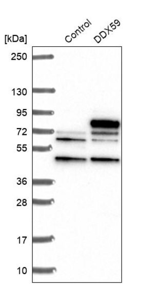 Merck Anti-DDX59 antibody produced in rabbit