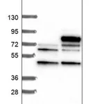 Merck Anti-DDX59 antibody produced in rabbit