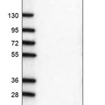 Merck Anti-C10ORF11 antibody produced in rabbit