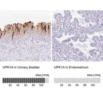 Merck Anti-UPK1A antibody produced in rabbit