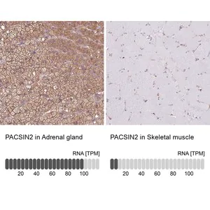 Merck Anti-PACSIN2 antibody produced in rabbit
