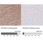 Merck Anti-PACSIN2 antibody produced in rabbit