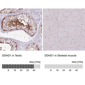 Merck Anti-DDHD1 antibody produced in rabbit