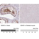 Merck Anti-DDHD1 antibody produced in rabbit