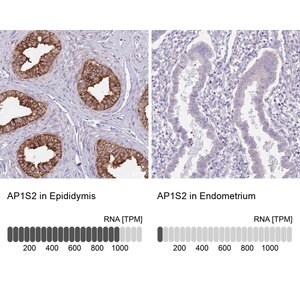 Merck Anti-AP1S2 antibody produced in rabbit
