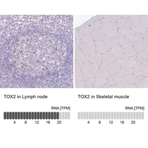 Merck Anti-TOX2 antibody produced in rabbit