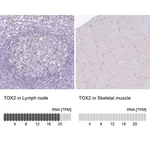 Merck Anti-TOX2 antibody produced in rabbit