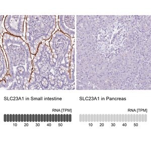 Merck Anti-SLC23A1 antibody produced in rabbit