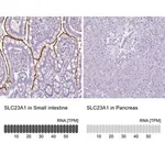 Merck Anti-SLC23A1 antibody produced in rabbit