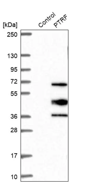 Merck Anti-PTRF antibody produced in rabbit