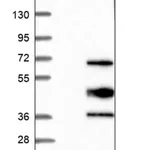 Merck Anti-PTRF antibody produced in rabbit