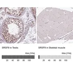 Merck Anti-SRSF9 antibody produced in rabbit