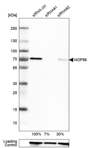 Merck Anti-NOP56 antibody produced in rabbit