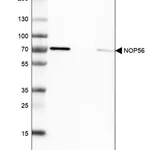 Merck Anti-NOP56 antibody produced in rabbit