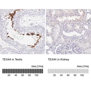 Merck Anti-TEX44 antibody produced in rabbit