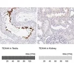 Merck Anti-TEX44 antibody produced in rabbit