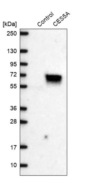 Merck Anti-CES5A antibody produced in rabbit
