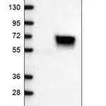 Merck Anti-CES5A antibody produced in rabbit
