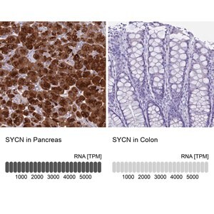 Merck Anti-SYCN antibody produced in rabbit