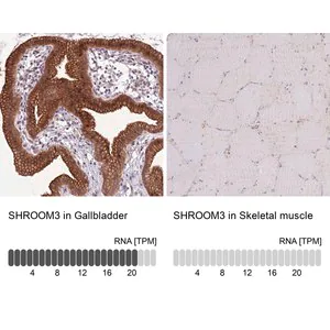 Merck Anti-SHROOM3 antibody produced in rabbit