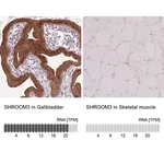 Merck Anti-SHROOM3 antibody produced in rabbit