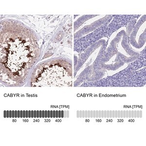 Merck Anti-CABYR antibody produced in rabbit