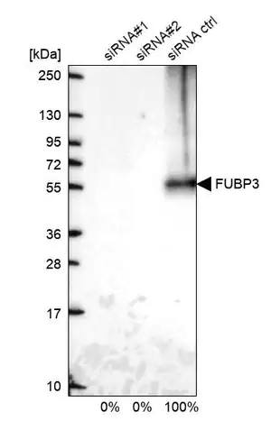 Merck Anti-FUBP3 antibody produced in rabbit