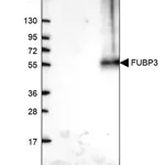 Merck Anti-FUBP3 antibody produced in rabbit