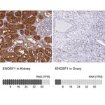 Merck Anti-ENOSF1 antibody produced in rabbit