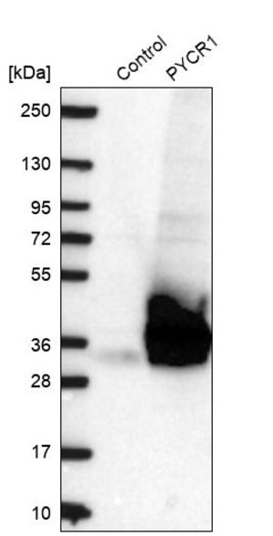 Merck Anti-PYCR1 antibody produced in rabbit