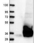 Merck Anti-PYCR1 antibody produced in rabbit