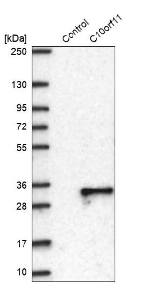 Merck Anti-C10ORF11 antibody produced in rabbit