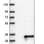 Merck Anti-C10ORF11 antibody produced in rabbit