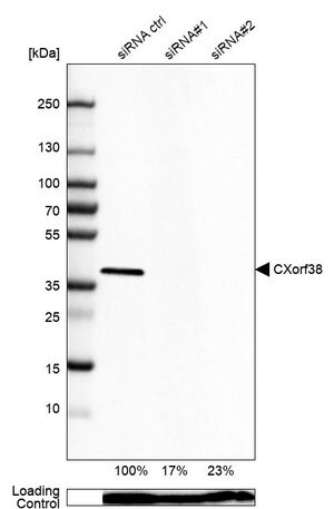Merck Anti-CXORF38 antibody produced in rabbit