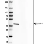 Merck Anti-CXORF38 antibody produced in rabbit