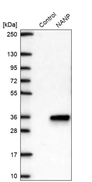 Merck Anti-NANP antibody produced in rabbit