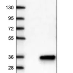 Merck Anti-NANP antibody produced in rabbit