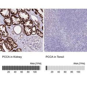 Merck Anti-PCCA antibody produced in rabbit