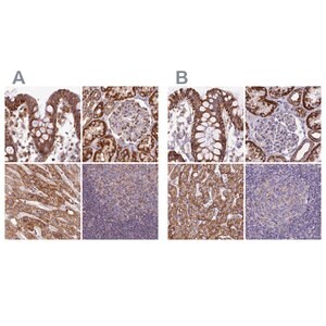 Merck Anti-HSDL2 antibody produced in rabbit