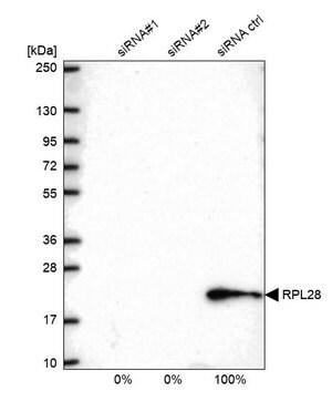 Merck Anti-RPL28 antibody produced in rabbit