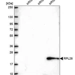 Merck Anti-RPL28 antibody produced in rabbit