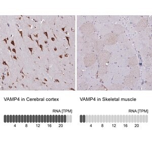 Merck Anti-VAMP4 antibody produced in rabbit