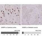 Merck Anti-VAMP4 antibody produced in rabbit