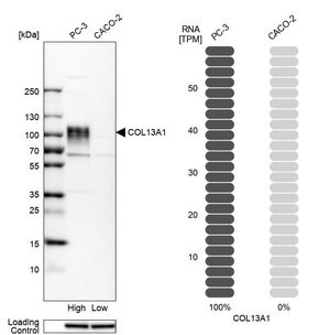 Merck Anti-COL13A1 antibody produced in rabbit