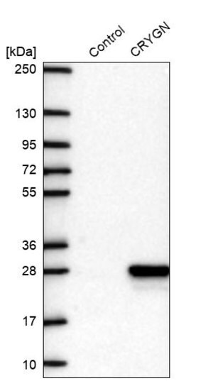 Merck Anti-CRYGN antibody produced in rabbit
