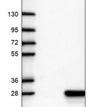 Merck Anti-CRYGN antibody produced in rabbit