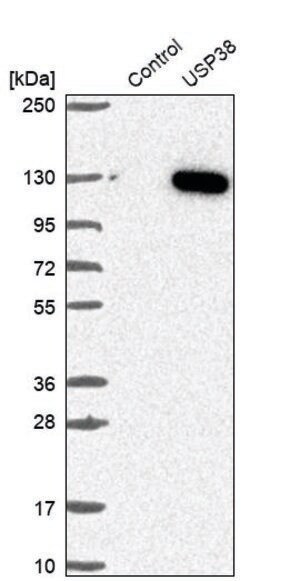 Merck Anti-USP38 antibody produced in rabbit