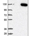 Merck Anti-USP38 antibody produced in rabbit
