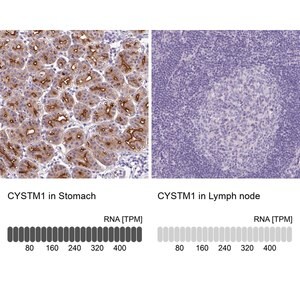 Merck Anti-CYSTM1 antibody produced in rabbit