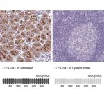 Merck Anti-CYSTM1 antibody produced in rabbit